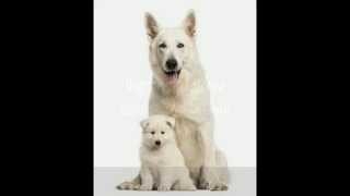 Dogtopia of Westchase | Dog Daycare Center and Pet Boarding in Tampa | (727) 231-6557