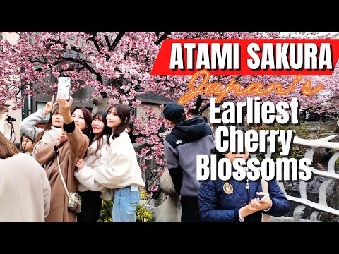 Japan's Earliest Cherry Blossoms | Atami Sakura in Full Bloom | 2.16.2025 | Best View 2.16 ~ 2.23