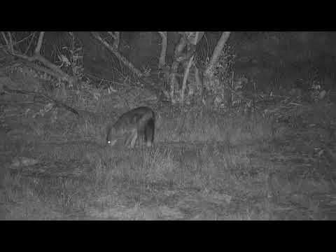 Djuma: Side-striped Jackal sniffing around - 01:07 - 06/08/21