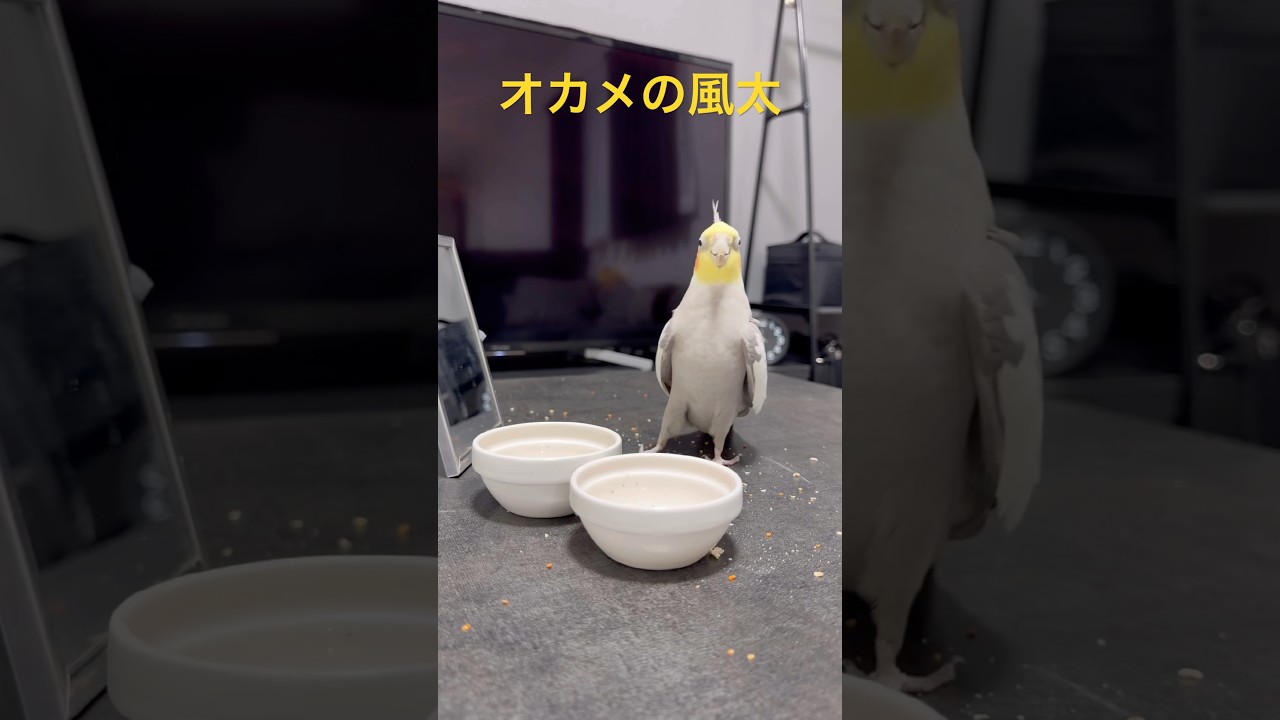 2026.3.30 飯うまうま♡食べながらドヤるオカメインコの風太さん#オカメインコ