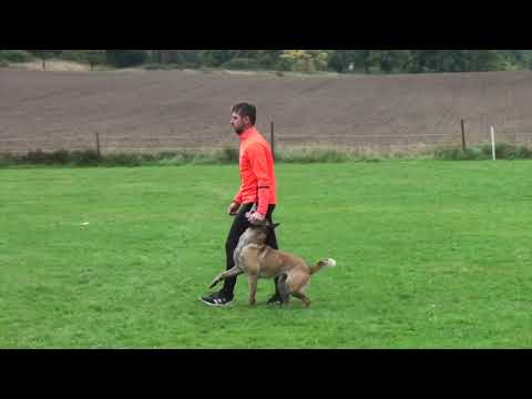 This is how my Belgian Malinois Silly was passed the BH test !!!