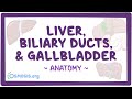 Anatomy of the abdominal viscera: Liver, biliary ducts and gallbladder