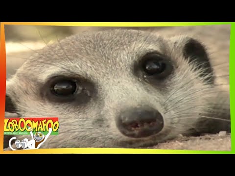 🦌 Zoboomafoo with the Kratt brothers 133 - Sand Creatures | Animal shows for kids | Full Episodes