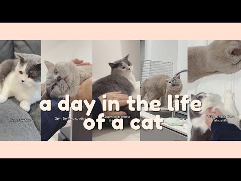 A day in the life of a British Shorthair Cat