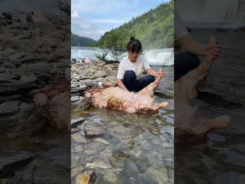 Lo que sé es que estoy lavando a mi perro y no sé, pero pensé que quería cocinar a mi perro