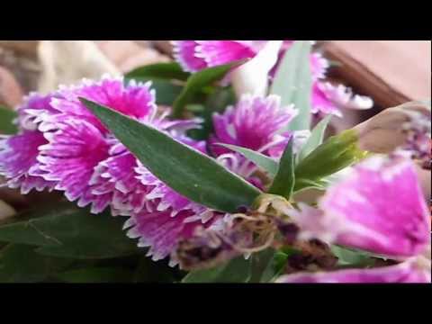 casio QV-R100 video test