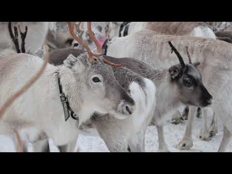 Porotilamatkailu – poikkea porotilalla!