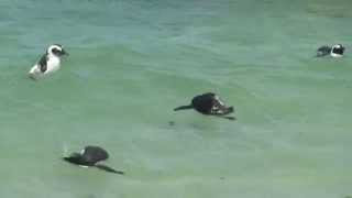 preview picture of video 'Penguins Swimming'