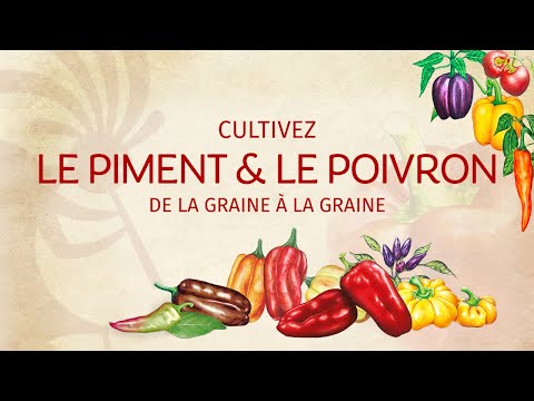 Chili Peppers & Bell Peppers from Seed to Seed