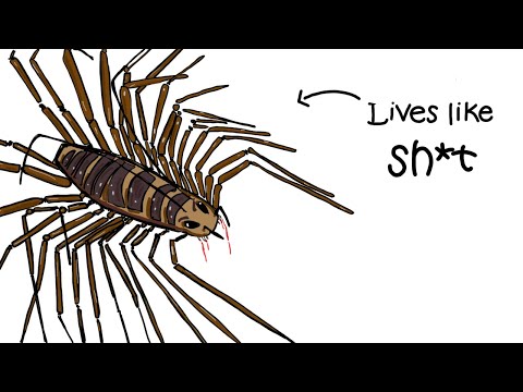 Why It Sucks to be Born as a House Centipede