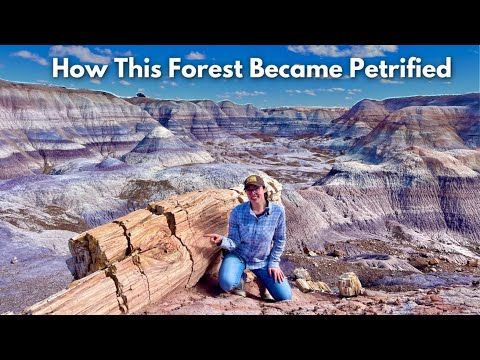 Geologic History of the Petrified Forest | GEO GIRL