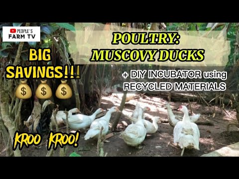 VLOG #31 INTEGRATED FARMING | POULTRY: MUSCOVY DUCKS + DIY INCUBATOR using RECYCLED MATERIALS
