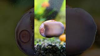 Betta Tank Mates You Can TRUST (And Ones To Avoid)