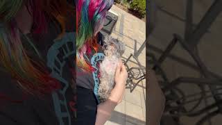 Video preview image #1 Poodle (Miniature)-Unknown Mix Puppy For Sale in Clarkston, MI, USA