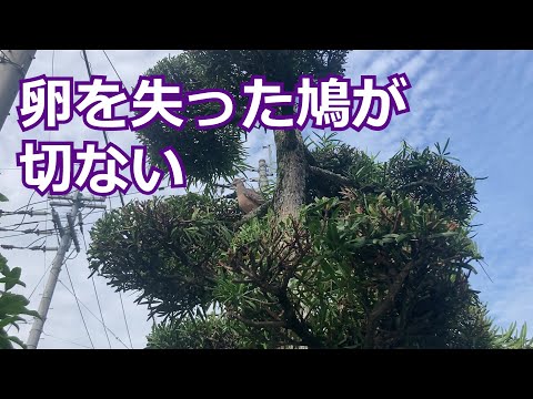 鳩が庭木・植木鉢・バルコニー・テラスハウスに卵を産まないようにするためのヒント
