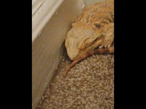 Matilda's Surgery - Dealing with Prolapse in Bearded Dragons