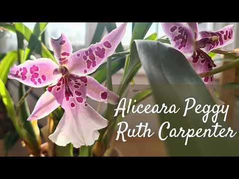 How to grow and care for oncidium intergeneric orchids | Aliceara Peggy Ruth Carpenter