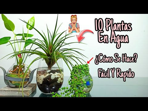 , title : '10 Plantas De INTERIOR que se CULTIVAN en AGUA!'