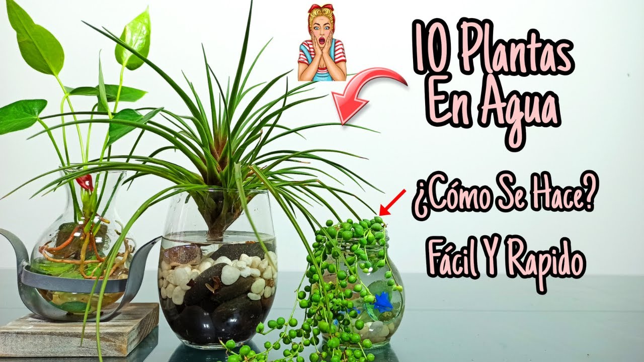 10 Plantas De INTERIOR que se CULTIVAN en AGUA!
