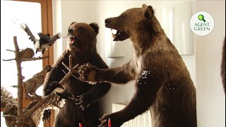 Jaf în Dorna Cândrenilor, Suceava