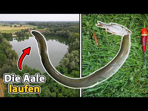 Mit Köderfisch auf Aal | Jetzt eskalieren sie komplett 😱