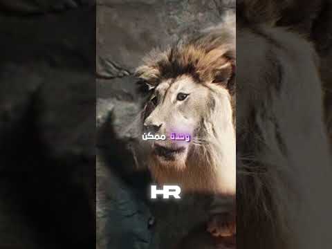 أوّل خطوة للحرّية بعد سبع سنين 🦁🥹
