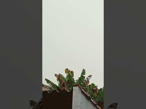 #CAPETINGA MG #CHOVENDO #BARULHO DE #CHUVA #🙏ABENÇOADA
