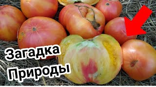 Томат Загадка природы: отзывы, описание сорта, фото, видео, отзывы ...
