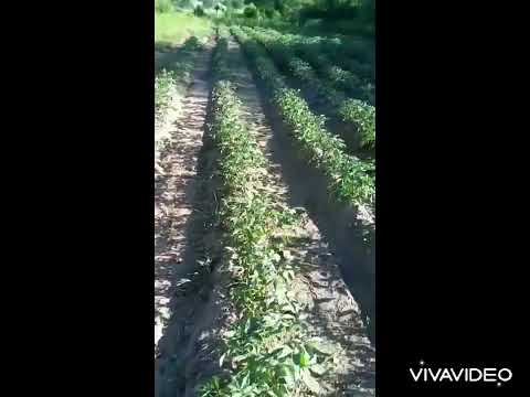 Pulizia piante di patate 🥔🥔