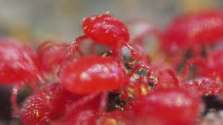 カベアナタカラダニがナガミヒナゲシのおしべの花粉を食べる映像
