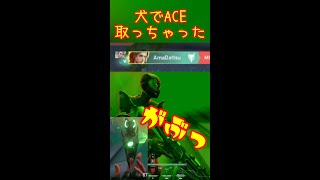 犬でACE #Shorts