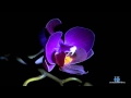bless you - lulu rouge (Mikael Simpson remix ...