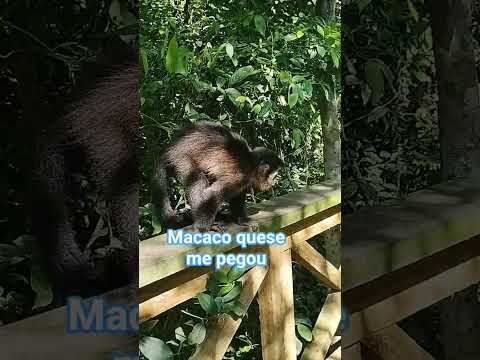 parque ecológico da cidade de Maracajá Santa Catarina 😃 muitos macacos na trilhas🐒