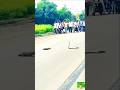 Islamic Gojol Hindi Gojol By Mawlana Bhashani Shorts Shortfeed Tiktok Love Natok Sad Dj