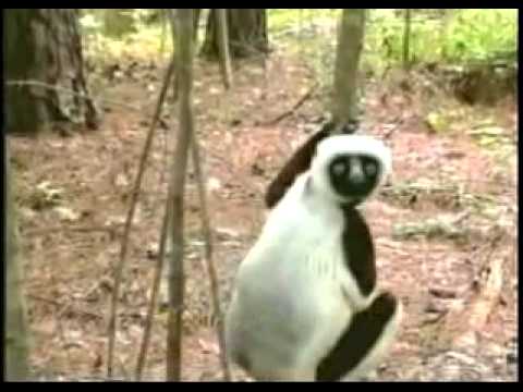 Zoboomafoo (José Paradis)