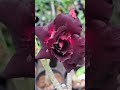 Violet Il Red Mix Kalaril Adyamayi Virinja Sundarikkutti ️Dreamy Garden 9446276477