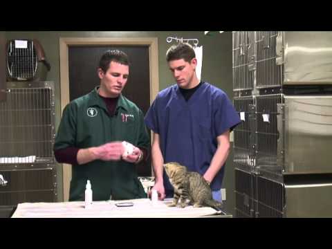 How to Get Rid of Cat Odor in a House - YouTube