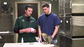 How to Get Rid of Cat Odor in a House