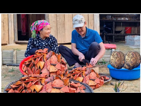 Mr. Vinh found a valuable medicinal plant, its uses, and how to prepare it.