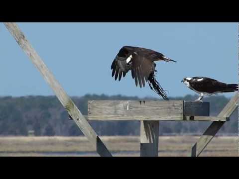 Male Osprey Retrieving Nesting Material While Female Looks On