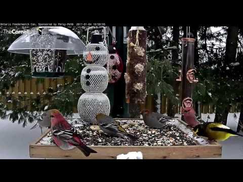 Grosbeaks Galore on the Ontario FeederWatch Cam, Sponsored by Perky-Pet®