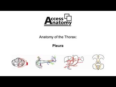 Anatomy of the Thorax 3 - Pleura
