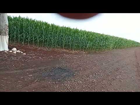 ENTRADA DA FAZENDA SÃO JORGE , AGUÁ XINGÚ , ASTORGA PR , MILHARAL COISA LINDA !!!