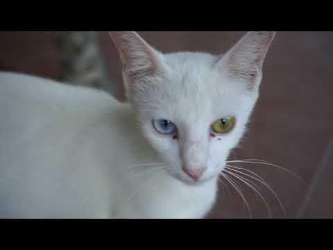 Mama cat and baby cat