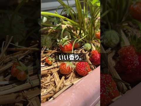バルコニーの鉢でイチゴを育てる方法: ミニ果樹園を成功させるための役立つヒント  庭園