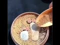 lithops care; lithops potting; lithops; #viral #shortvideo #shorts