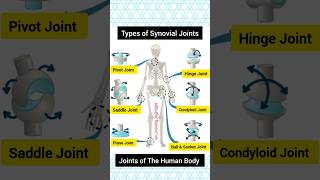 Types Of Joints in The Human Body | Human Body All Joints #skeletalsystem#anatomy#neet  #shorts