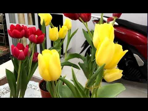 Thể hiện bởi Hoài Mỹ