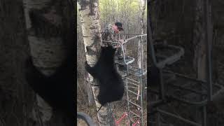 Hunter Experiences Close Encounter With Bear in Tree Stand - 989387