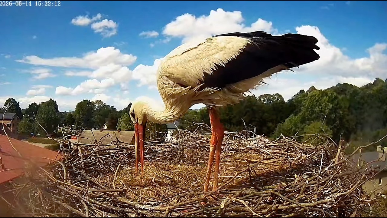 Live webcam view of Nido de Cigüeña Blanca en Międzyrzecze Górne
